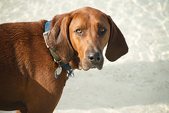 autumn oaks coonhound event richmond indiana